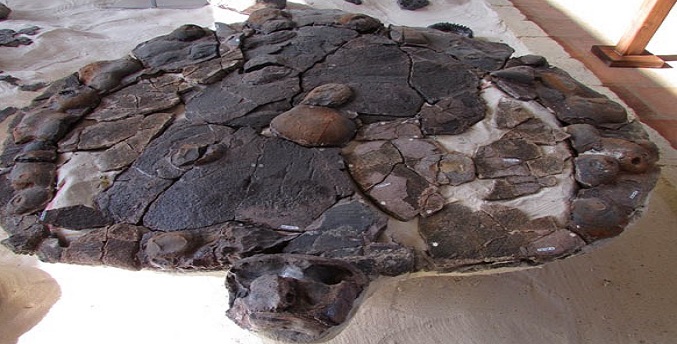 Científicos encuentran en Colombia un fósil de tortuga gigante de hace 57 millones de años