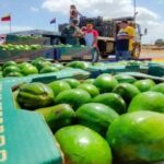 Seis barcos con frutas y hortalizas salen por semana desde Falcón a Curazao