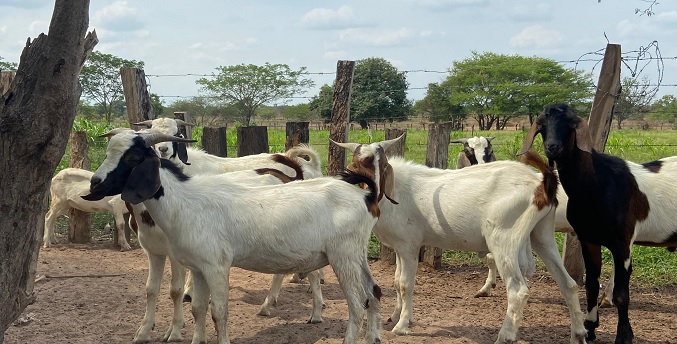 En Rosario de Perijá inician programa de ganadería caprina único en el país