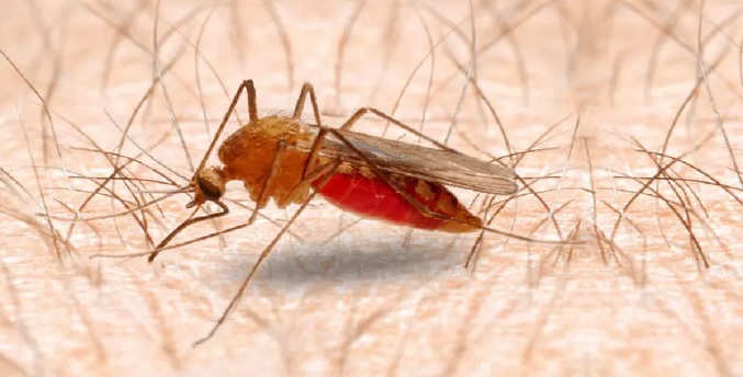 OMS pide acelerar la lucha global para lograr la eliminación de la malaria antes de 2030