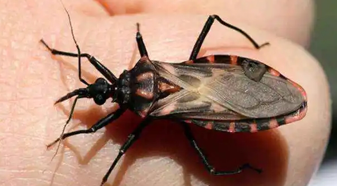 Mal de Chagas puede causar la muerte súbita de una persona, advierten especialistas