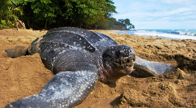 Ejemplar de la tortuga marina más grande deposita los huevos en una playa de Margarita