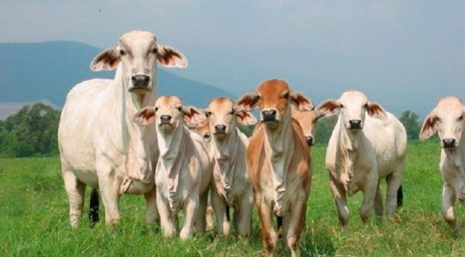 Gobierno aprueba la exportación de ganado venezolano