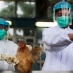 La OMS mantiene en «bajo» el riesgo global de la gripe aviar
