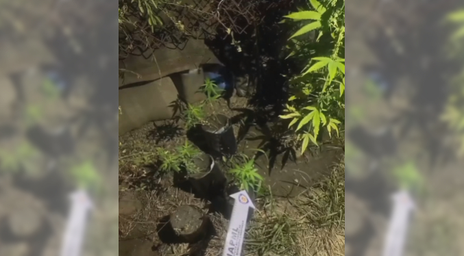 Incautan cultivo clandestino de marihuana en Carabobo