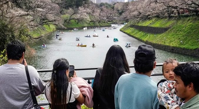 Los cerezos florecen cada vez más pronto en Japón por culpa del cambio climático