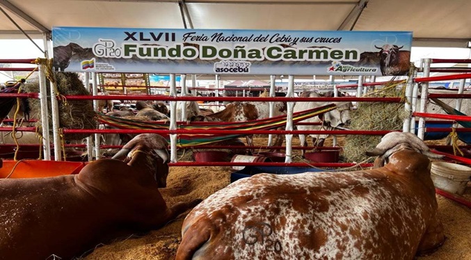 Delcy Rodríguez: Se mantendrán los precios de la carne