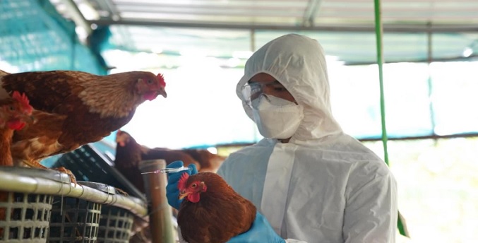 EEUU se prepara para la «posibilidad» de mayor riesgo de gripe aviar en humanos