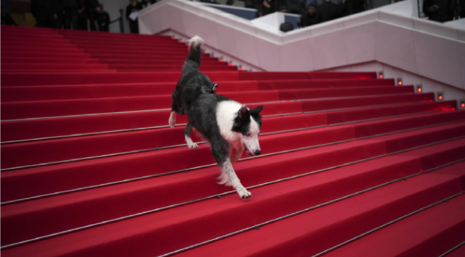 La primera estrella que desfiló por la alfombra roja de Cannes fue el perro Messi
