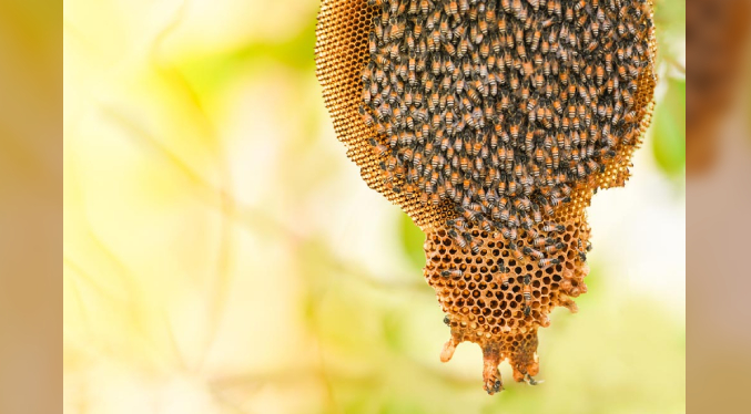 UCV Maracay alza la voz por la conservación de las abejas