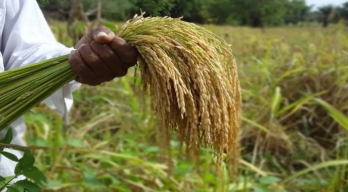 Productores de arroz denuncian atropellos por parte de la agroindustria en Guárico