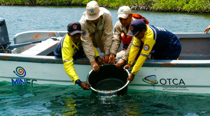Venezuela libera mil caballitos de mar como parte de un plan de repoblación