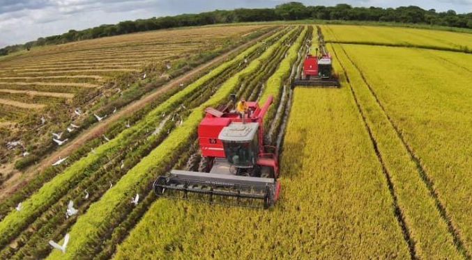 Productores de arroz estiman cosechar 230 mil toneladas en este ciclo de siembra