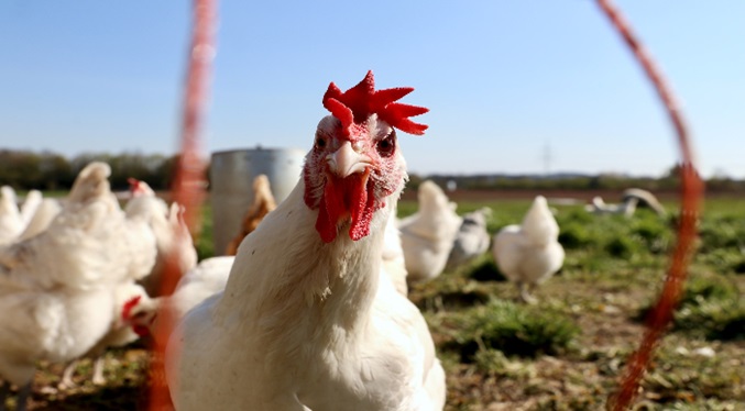 OMS: Alerta por gripe aviar no significa que será la próxima pandemia