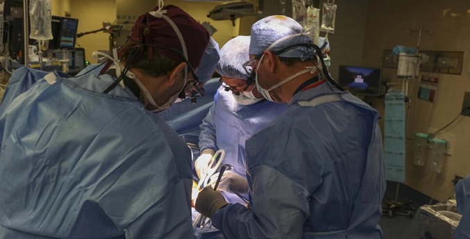 Fallece el paciente que recibió el primer trasplante de riñón de cerdo genéticamente modificado