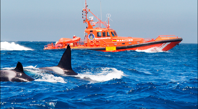 España advierte a navegadores luego que orca hundiera lancha de 50 pies