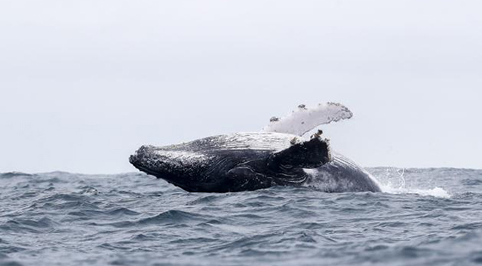 Ecuador abre la temporada de avistamiento de ballenas jorobadas en sus costas