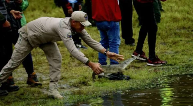 Liberan en Venezuela 136 caimanes, una especie en peligro de extinción