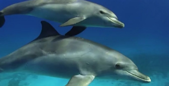 Los delfines que juegan juntos de crías tienen más éxito reproductivo de mayores