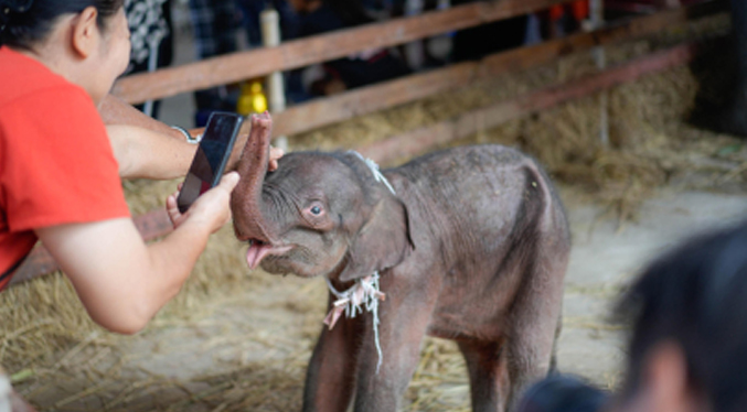 Nacen elefantes gemelos de distinto sexo en Tailandia