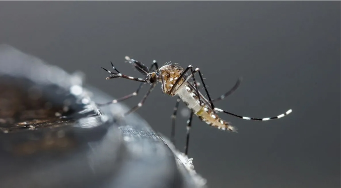 Aumento de casos de dengue pone en alerta a Francia con miras a los JJOO