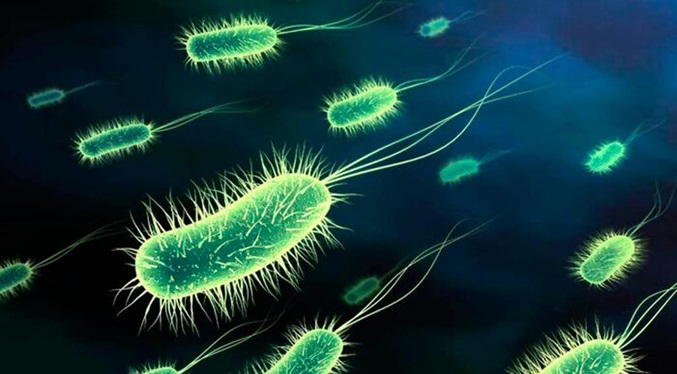 Escherichia coli, la bacteria con dos caras