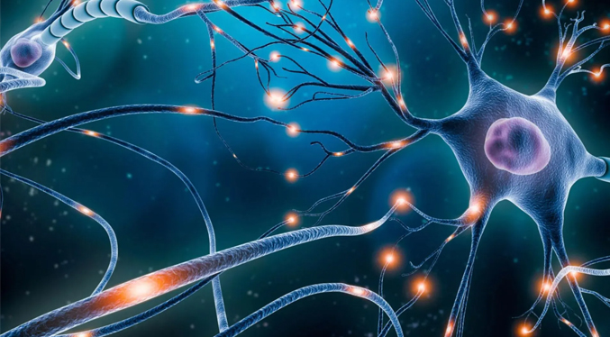 Nuevo modelo de neuronas reales podría mejorar la inteligencia artificial