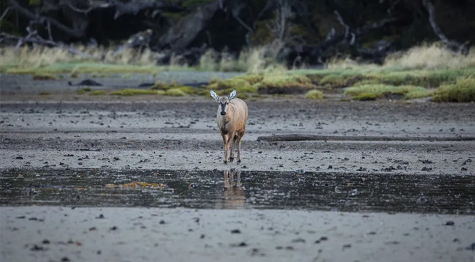 Detectan a un ciervo en peligro de extinción en Chile