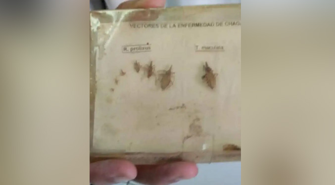 Autoridades sanitarias activas en Táchira para la prevención del mal de chagas