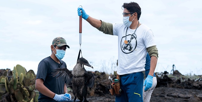 Científicos investigan el origen de metales pesados en aves de las Islas Galápagos