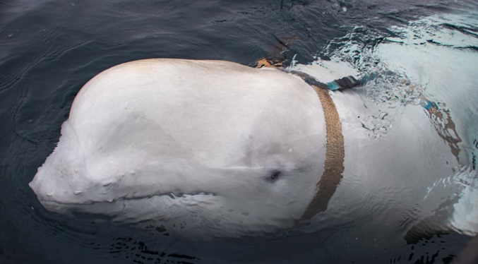 Hallaron el cadáver de la ballena blanca Hvaldimir, usada como espía por Rusia