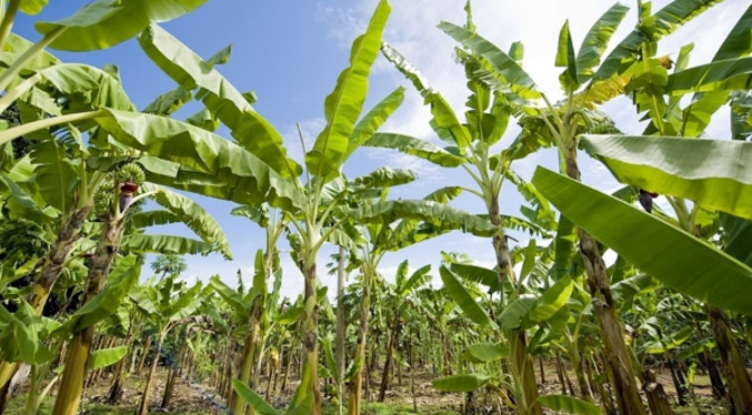 Alianza busca apoyo del Banco Mundial para proteger de un hongo a la producción bananera