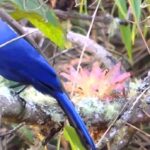 Mérida logra el primer lugar en el conteo mundial de aves de Venezuela