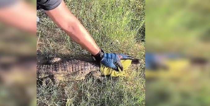 Ambientalistas regresan a una pequeña babilla a su hábitat