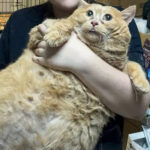 Muere Migajas, el gatito que se había hecho viral por ser el más gordo del mundo