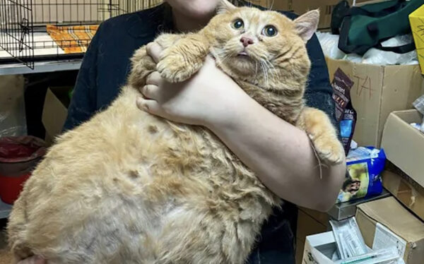 Muere Migajas, el gatito que se había hecho viral por ser el más gordo del mundo