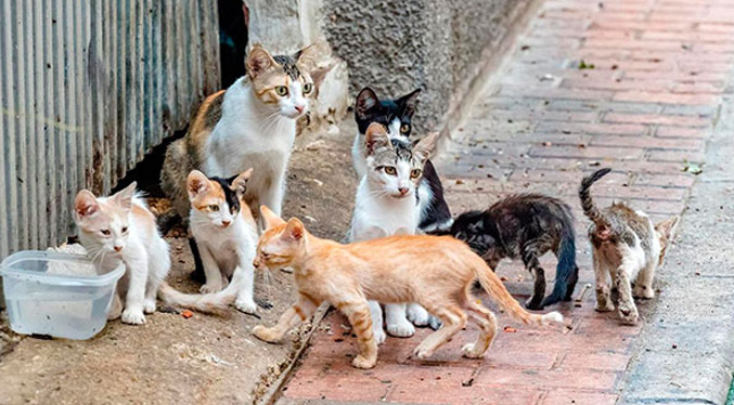 En aumento el abandono de gatos en la frontera de Táchira