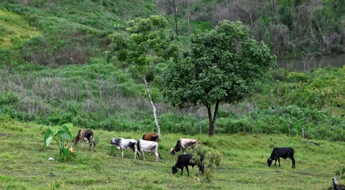 Guatemala decreta emergencia sanitaria animal por gusano barrenador