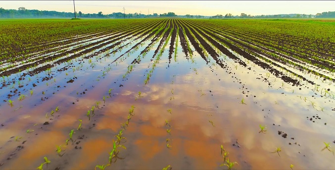 La Niña podría consolidarse en lo que queda de año y beneficiaria siembra de verano