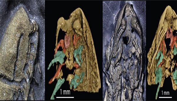 Descubren una nueva especie conservada en ‘oro’ desde hace 450 millones de años