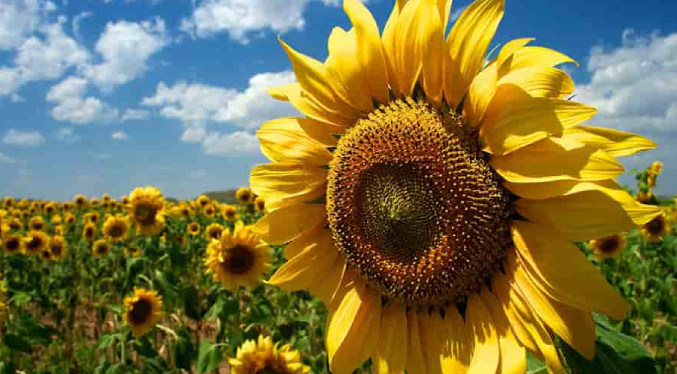 Agricultores de Portuguesa estiman crecimiento en la producción de ajonjolí y girasol