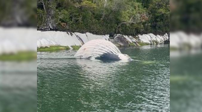 Greenpeace: Muerte de ballenas jorobadas en el sur de Chile no puede quedar impune