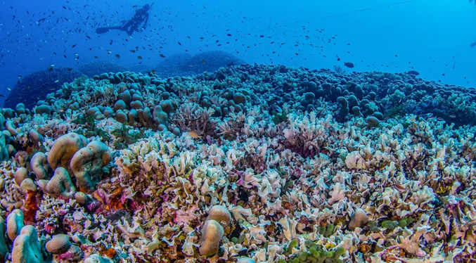 Descubren el coral más grande del mundo: Es tan grande que se puede ver desde el espacio