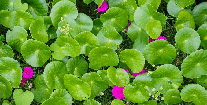 Fallece una niña tras ingerir bebida a base de plantas medicinales en Güiria