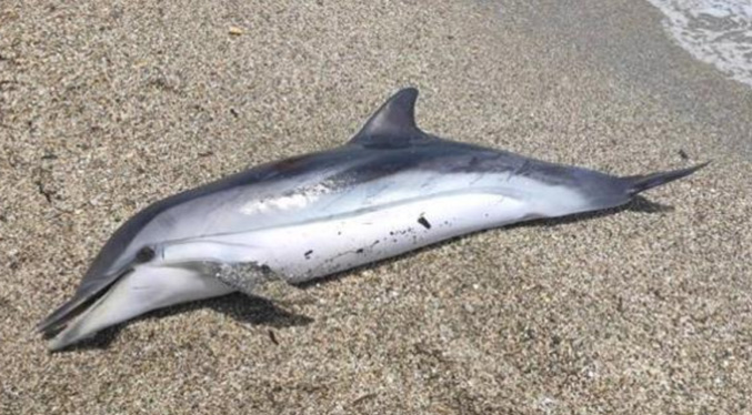 Investigan causas de delfines varados en playas de Sucre