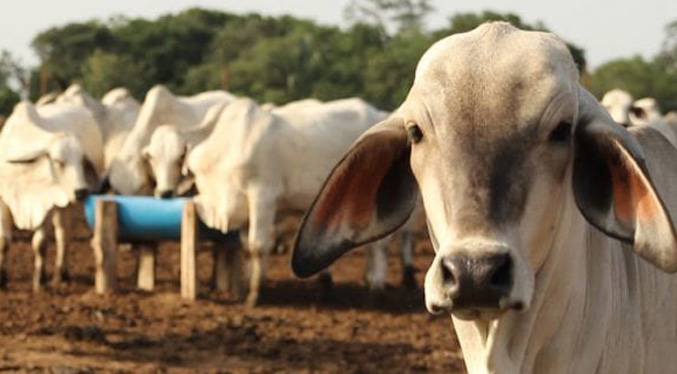 Desde Táchira anuncian acuerdo de exportación de once mil cabezas de ganado mensuales a Irán