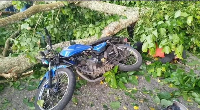 Muere mototaxista al caerle un árbol