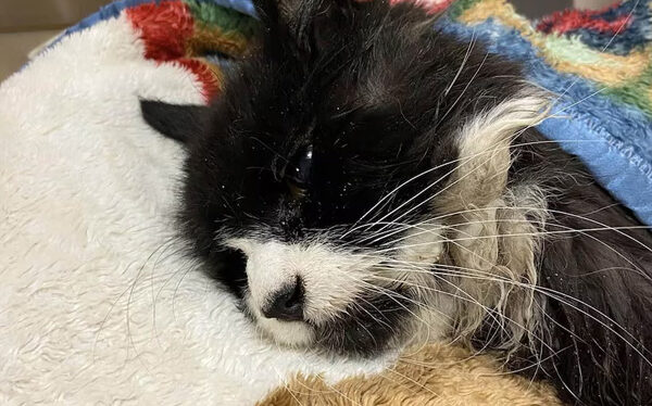 Tiki, el gato ciego que desafió la muerte en un lago helado