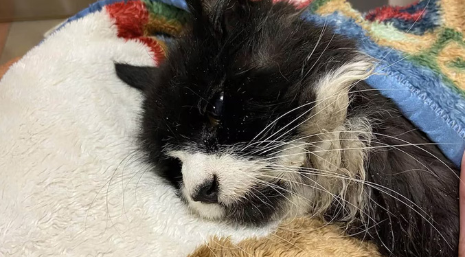 Tiki, el gato ciego que desafió la muerte en un lago helado