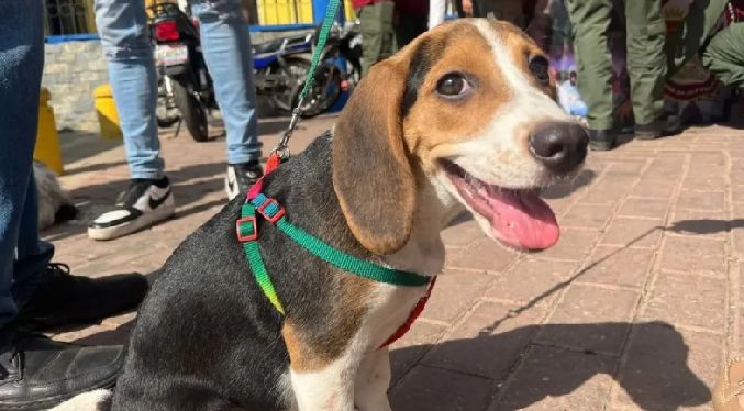 Misión Nevado realizará «caninata» navideña este sábado en Zulia